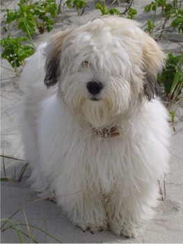 COTON DE TULEAR